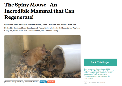 spiny mouse
